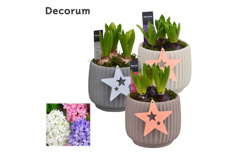 Arrangementen hyacinthus Hyacint Betona HL17222 [PURE] 3 pp 75 bl. 3 p 