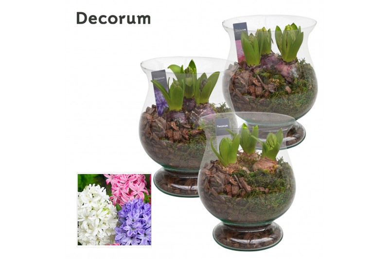 Arrangementen hyacinthus Hyacint Bora HL14101 [PURE] 3 pp 75 bl. 3 per 