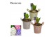 Arrangementen hyacinthus Hyacint Botanic Zink HL14600 [PURE] 1 pp 30 b 