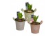 Arrangementen hyacinthus Hyacint Botanic Zink HL14600 [PURE] 1 pp 30 b 