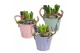 Arrangementen hyacinthus Hyacint Bucket Maxi HL10642 [LOVELY COLORS] 3 
