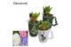 Arrangementen hyacinthus Hyacint Christmas Mug HL11312 [PURE] 1 pp 30  