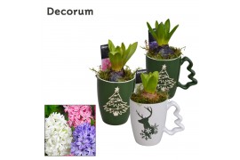 Arrangementen hyacinthus Hyacint Christmas Mug HL11312 [PURE] 1 pp 30 