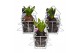 Arrangementen hyacinthus Hyacint Christmas Tree HL11742 [PURE] 1 pp 30 