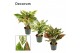 Aglaonema Aglaonema special mix 12 cm (Decorum) 3 pp 