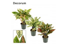 Aglaonema Aglaonema special mix 12 cm (Decorum) 3 pp