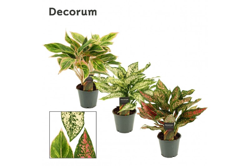 Aglaonema Aglaonema special mix 12 cm (Decorum) 3 pp 