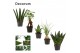 Groene planten mix Groenmix mini (Decorum) 1 pp 