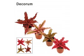 Cryptanthus mix Cryptanthus 6 cm gemengd (Decorum)
