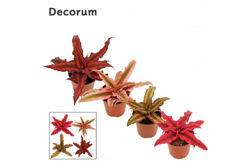 Cryptanthus mix Cryptanthus 6 cm gemengd (Decorum) 