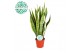 Sansevieria trifasciata laurentii Sansevieria Laurentii p14 (niet MPS  