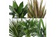Kamerplanten mix Groen Mix kamerplanten p14 1 pp 