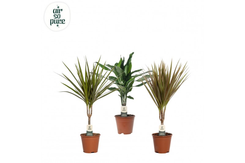 Kamerplanten mix Groen Mix kamerplanten p14 (Air so Pure) 1 pp 