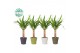 Yucca Yucca p14, 30 cm (2+ KOP) in COCO Keramiek 1 pp 