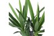 Yucca Yucca p14, 30 cm (2+ KOP) in COCO Keramiek 1 pp 