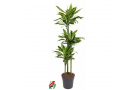 Dracaena fragr. golden coast Dracaena Gold Coast 90-60-30pp