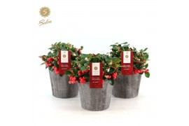 Gaultheria procumbens big berry Gaultheria pr. Big Berry® P12 in Wood 