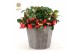 Gaultheria procumbens big berry Gaultheria pr. Big Berry® P12 in Wood  