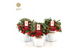 Gaultheria procumbens big berry Gaultheria pr. Big Berry® P12 in Zinc 