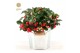 Gaultheria procumbens big berry Gaultheria pr. Big Berry® P12 in Zinc  