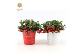 Gaultheria procumbens big berry Gaultheria pr. Big Berry® P12 in Zinc 