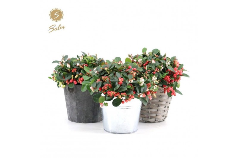 Gaultheria procumbens big berry Gaultheria pr. Big Berry® P15 in Added 