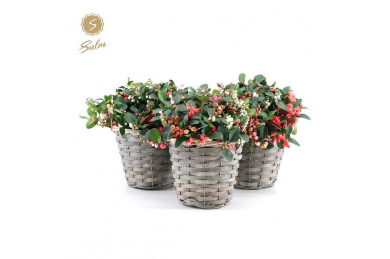 Gaultheria procumbens big berry Gaultheria pr. Big Berry® P15 in Baske 