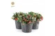 Gaultheria procumbens big berry Gaultheria pr. Big Berry® P15 in Wood  