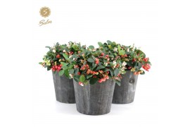 Gaultheria procumbens big berry Gaultheria pr. Big Berry® P15 in Wood 