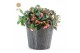 Gaultheria procumbens big berry Gaultheria pr. Big Berry® P15 in Wood  