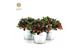 Gaultheria procumbens big berry Gaultheria pr. Big Berry® P15 in Zinc 