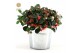 Gaultheria procumbens big berry Gaultheria pr. Big Berry® P15 in Zinc  