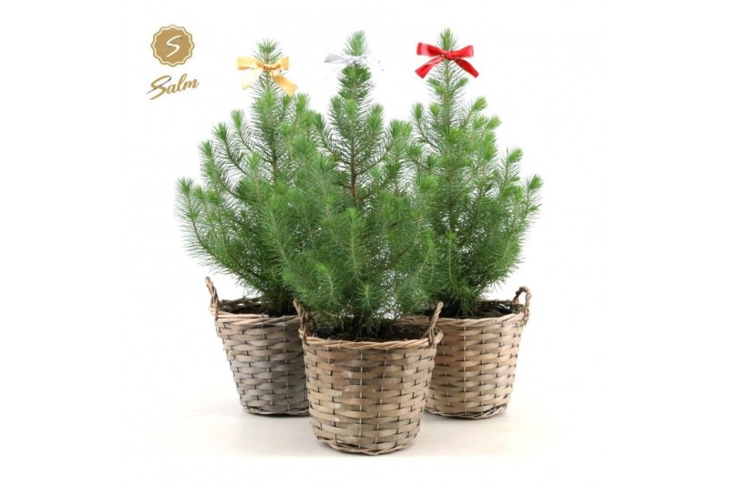 Pinus pinea silver crest Pinus pinea Silver Crest P17 in Basket + Bow  