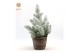 Pinus pinea silver crest Pinus pinea Silver Crest P17 in Basket + Snow 