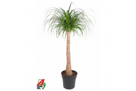 Beaucarnea recurvata Beaucarnea stam P30 - 3ft1 tak/plnt 1 pp