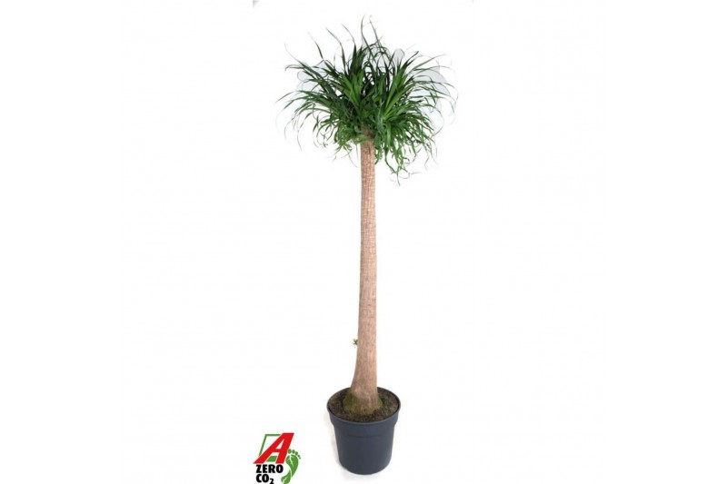 Beaucarnea recurvata Beaucarnea stam P40 - 5ft1 tak/plnt 1 pp 