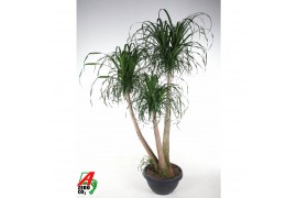 Beaucarnea recurvata Beaucarnea vertakt P55 - 5ft3 tak/plnt 1 pp