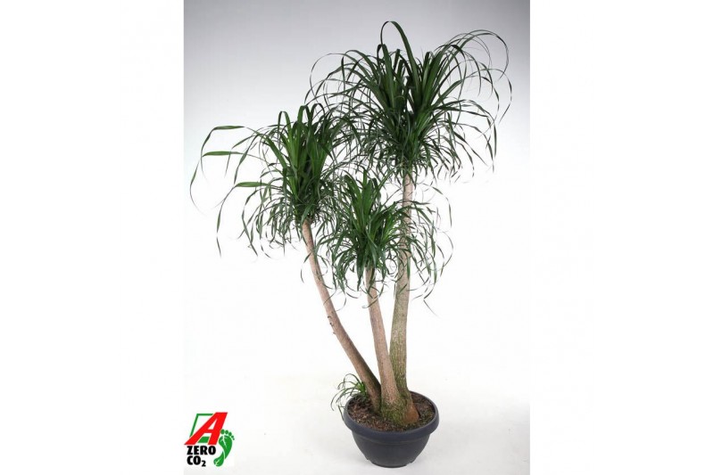 Beaucarnea recurvata Beaucarnea vertakt P55 - 5ft3 tak/plnt 1 pp 