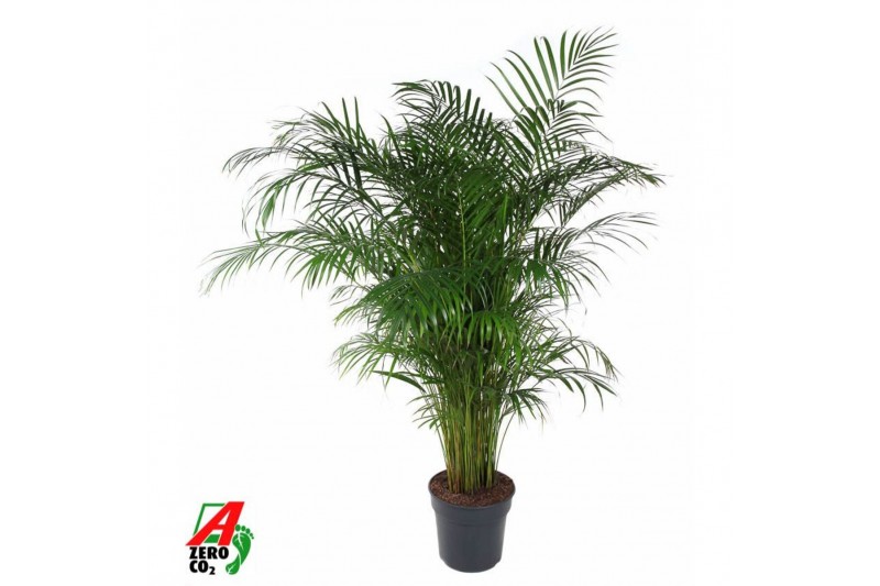 Dypsis lutescens Dypsis Lutescens20 pp 
