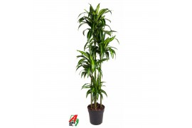 Dracaena fragr. hawaiian sunshine Dracaena Hawaiiana4 pp