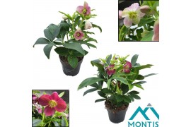 Helleborus orientalis Helleborus Orientalis Mixtray 12 cm 10 bl. 1 pp