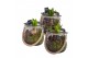 Arrangementen hyacinthus Hyacint Glas met Touw HL13800 [PURE] 1 pp 30  