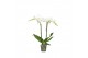 Phalaenopsis wit Funda P12 Mozart 2 spike 50 cm 18 bl. 2 tak/plnt 