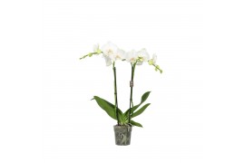 Phalaenopsis wit Funda P12 Mozart 2 spike 50 cm 18 bl. 2 tak/plnt