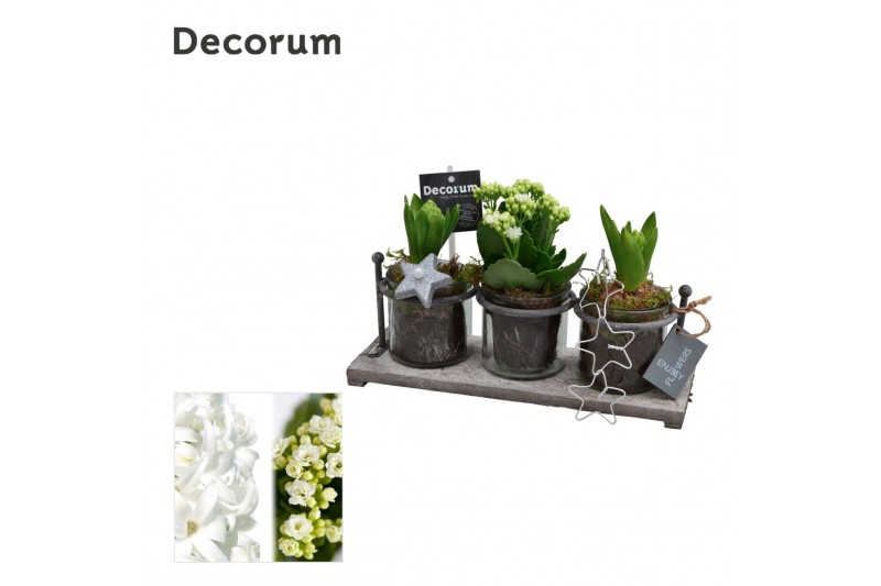 Arrangementen kerst Calandiva & Hyacint Serviro HL29852WP [BLACK & WHI 