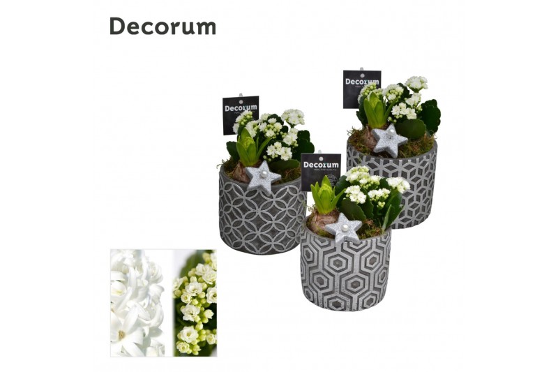 Arrangementen kerst Calandiva & Hyacint Shino HL26272WP [BLACK & WHITE 