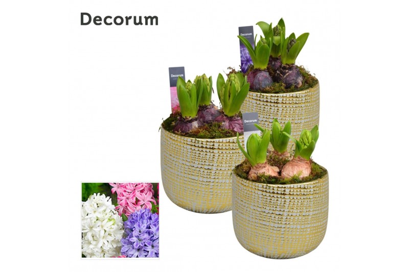 Arrangementen hyacinthus Hyacint Alivio Gold Maxi HL14200 [PURE] 3 pp  