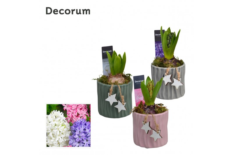 Arrangementen hyacinthus Hyacint Assorti HL16322 [LOVELY COLORS] 1 pp  