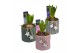Arrangementen hyacinthus Hyacint Assorti HL16322 [LOVELY COLORS] 1 pp  