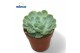 Echeveria Echeveria Zonnestraal1 bl. 